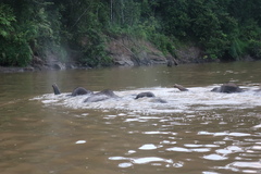 Elephas maximus borneensis