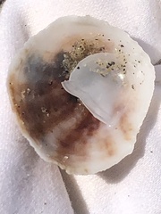 Crepipatella lingulata