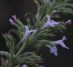 Hedeoma oblongifolia