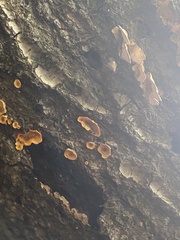 Stereum gausapatum