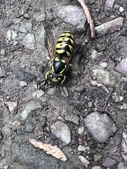 Vespula pensylvanica