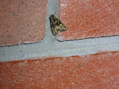 Lacinipolia olivacea