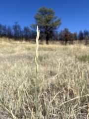 Elymus smithii