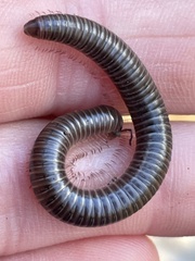 Parajulidae