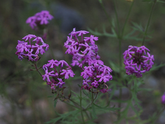 Glandularia wrightii