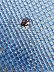 Hyperaspis connectens