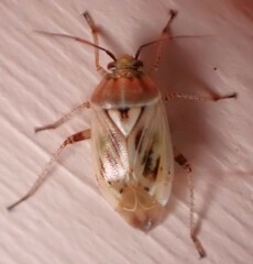 Lygus shulli