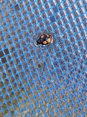 Hyperaspis connectens