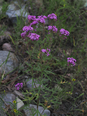 Glandularia wrightii