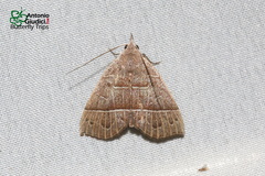 Gonoglasa camptogramma