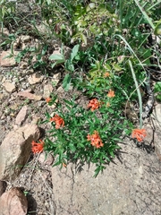 Bouvardia ternifolia