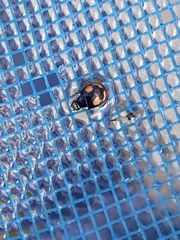 Hyperaspis connectens