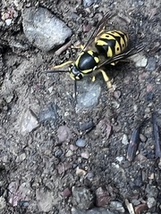 Vespula pensylvanica