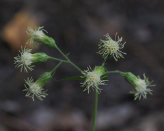Brickellia grandiflora