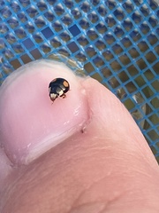 Hyperaspis connectens