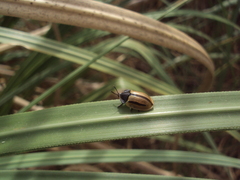 Poecilaspidella vittifera