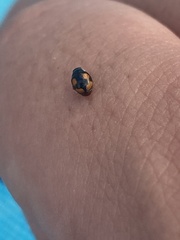 Hyperaspis connectens