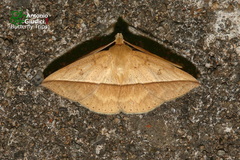 Ugia disjungens