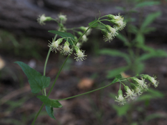 Brickellia grandiflora