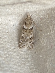 Eudonia angustea