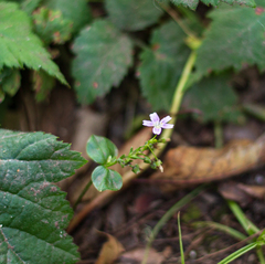 Claytonia sibirica