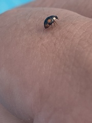 Hyperaspis connectens