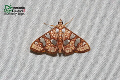 Glyphodes canthusalis