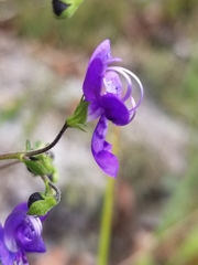 Trichostema suffrutescens