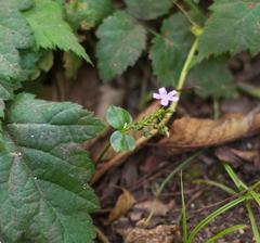 Claytonia sibirica