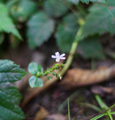Claytonia sibirica