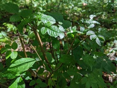 Fraxinus quadrangulata