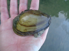 Potamilus fragilis