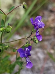 Trichostema suffrutescens