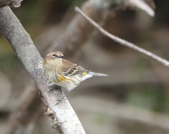 Setophaga coronata coronata