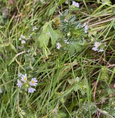 Euphrasia officinalis