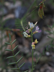 Astragalus flexuosus