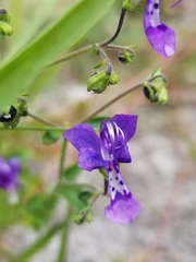 Trichostema suffrutescens