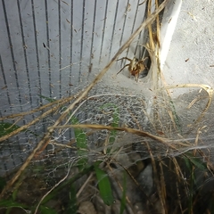 Agelenopsis