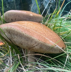 Leccinum versipelle