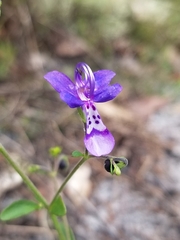 Trichostema suffrutescens