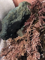 Corallina officinalis