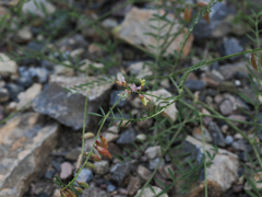 Astragalus flexuosus