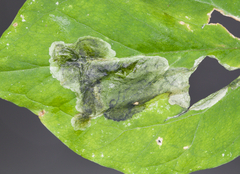 Parallelomma vittatum