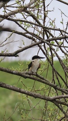 Todiramphus sanctus vagans