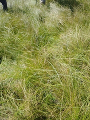 Eleocharis rostellata
