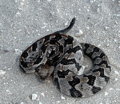 Crotalus horridus