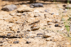 Trimerotropis pallidipennis