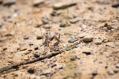 Trimerotropis pallidipennis