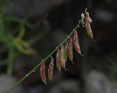 Astragalus flexuosus