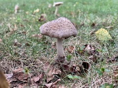 Amanita rhacopus